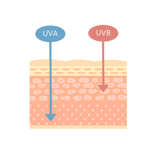 UVAとUVB